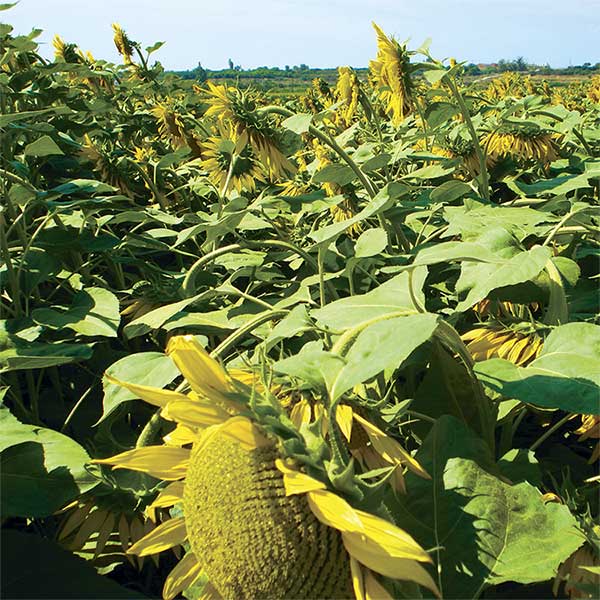 Girasol Peredovick Piensos Apag