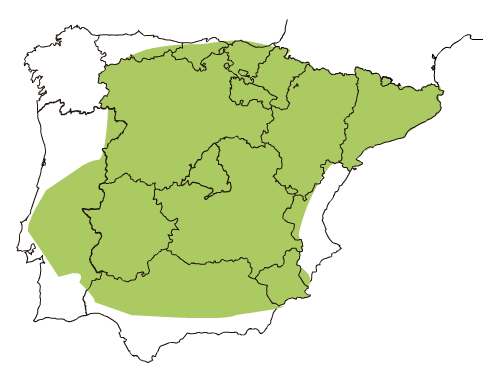 Semillas de guisantes 2